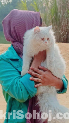 Persian cat